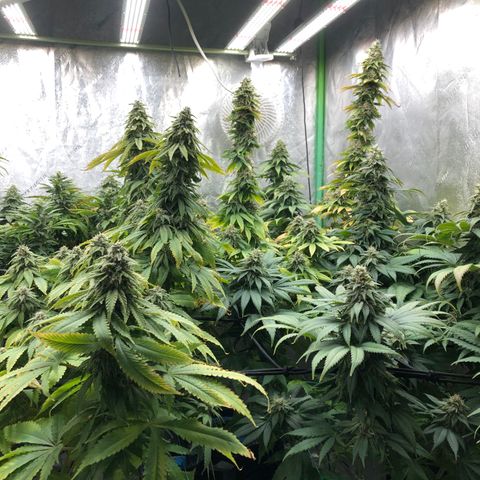 Mandarin Cookies R1 V2 growlog timeline photo