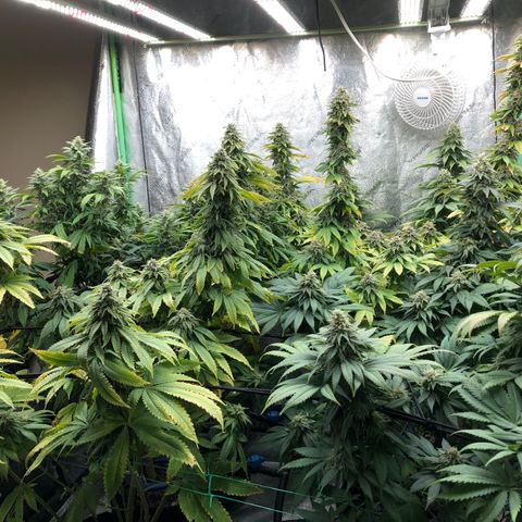 Mandarin Cookies R1 V2 growlog timeline photo