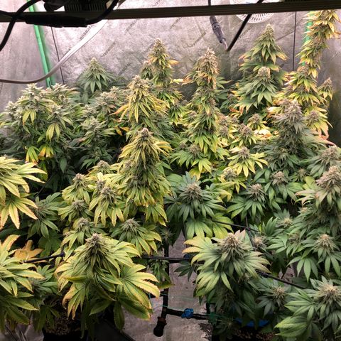 Mandarin Cookies R1 V2 growlog timeline photo