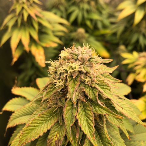 Mandarin Cookies R1 V2 growlog timeline photo