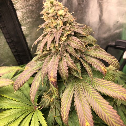 Mandarin Cookies R1 V2 growlog timeline photo