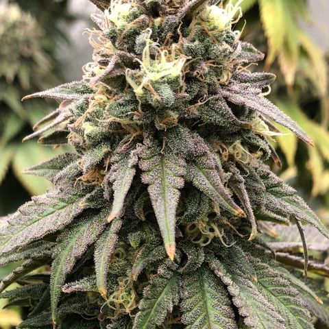 Mandarin Cookies R1 V2 growlog timeline photo
