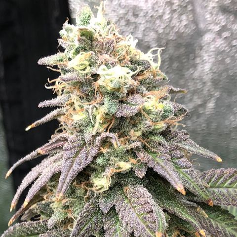 Mandarin Cookies R1 V2 growlog timeline photo