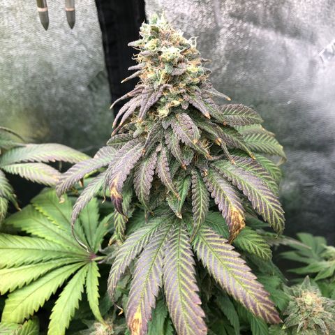 Mandarin Cookies R1 V2 growlog timeline photo
