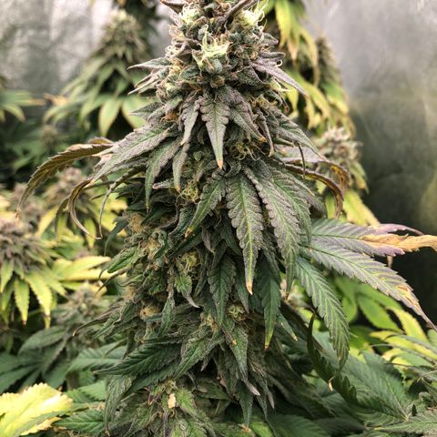 Mandarin Cookies R1 V2 growlog timeline photo