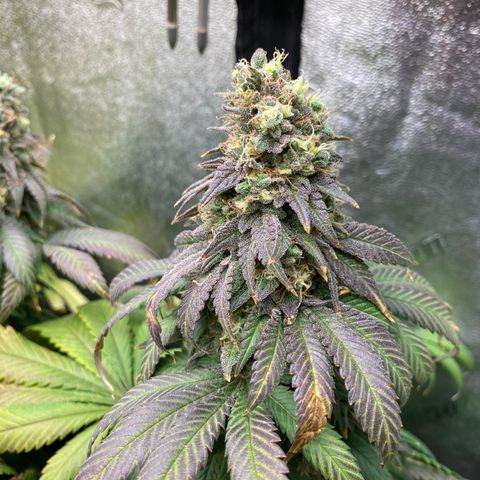 Mandarin Cookies R1 V2 growlog timeline photo