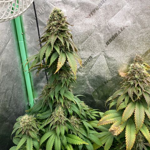 Mandarin Cookies R1 V2 growlog timeline photo