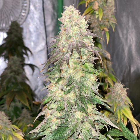 Mandarin Cookies R1 V2 growlog timeline photo
