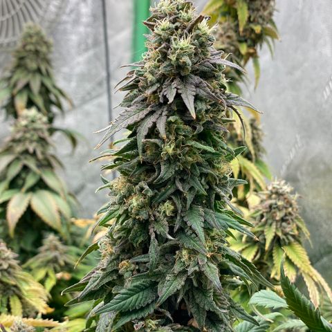 Mandarin Cookies R1 V2 growlog timeline photo