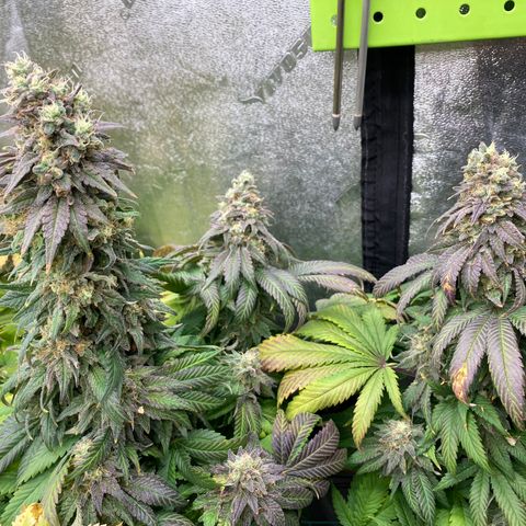 Mandarin Cookies R1 V2 growlog timeline photo