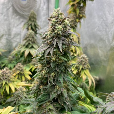 Mandarin Cookies R1 V2 growlog timeline photo