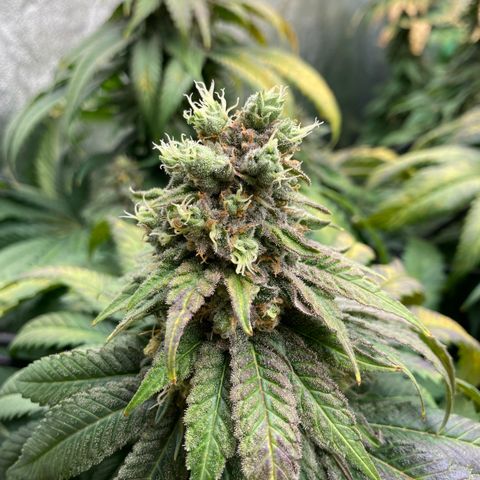 Mandarin Cookies R1 V2 growlog timeline photo
