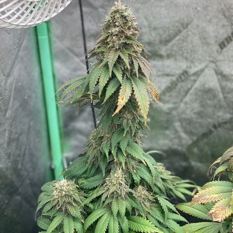 Mandarin Cookies R1 V2 growlog timeline photo