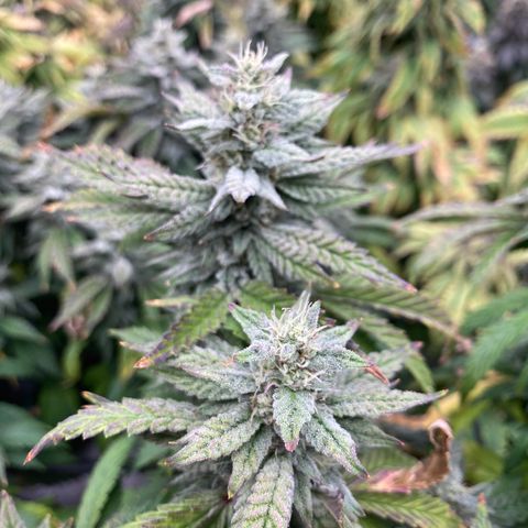 Mandarin Cookies R1 V2 growlog timeline photo