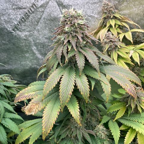 Mandarin Cookies R1 V2 growlog timeline photo