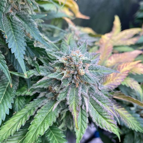 Mandarin Cookies R1 V2 growlog timeline photo