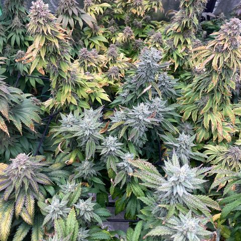 Mandarin Cookies R1 V2 growlog timeline photo