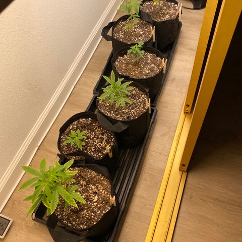 Key Lime Madness  growlog timeline photo