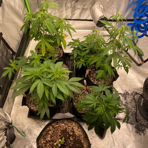 Key Lime Madness  growlog timeline photo