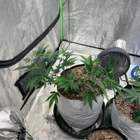 Key Lime Madness  growlog timeline photo