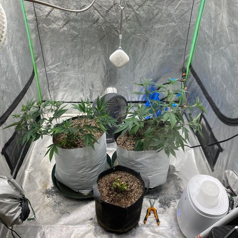 Key Lime Madness  growlog timeline photo