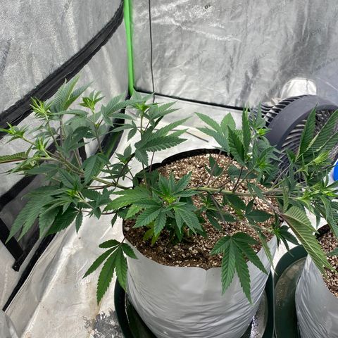 Key Lime Madness  growlog timeline photo