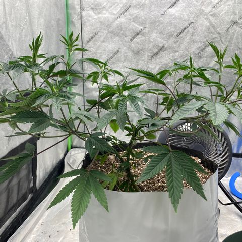 Key Lime Madness  growlog timeline photo