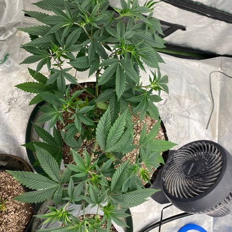 Key Lime Madness  growlog timeline photo
