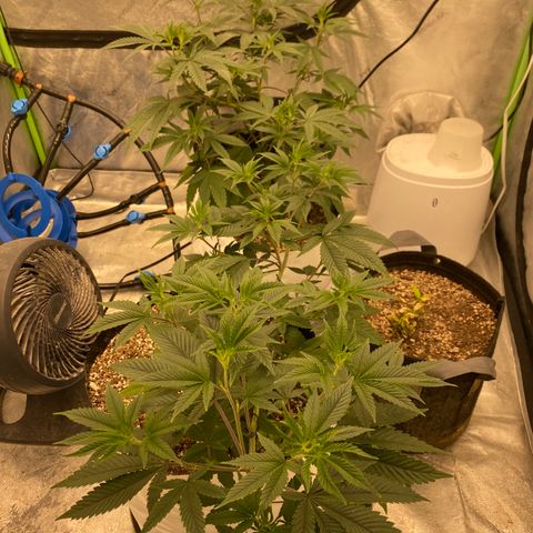 Key Lime Madness  growlog timeline photo