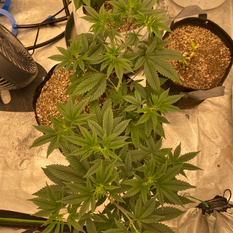 Key Lime Madness  growlog timeline photo