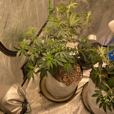 Key Lime Madness  growlog timeline photo
