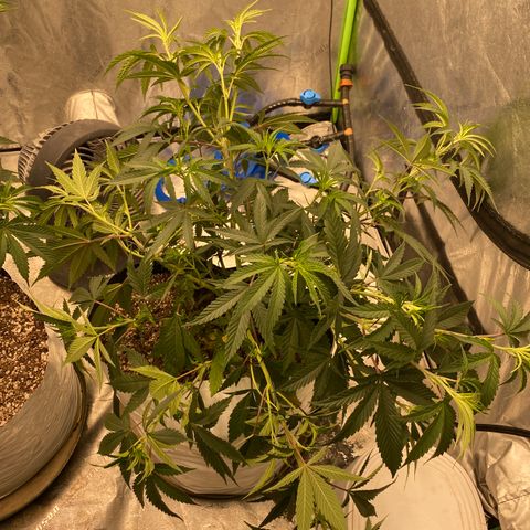 Key Lime Madness  growlog timeline photo