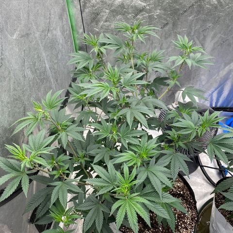 Key Lime Madness  growlog timeline photo