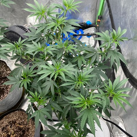 Key Lime Madness  growlog timeline photo