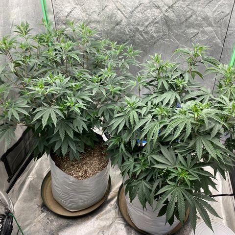 Key Lime Madness  growlog timeline photo