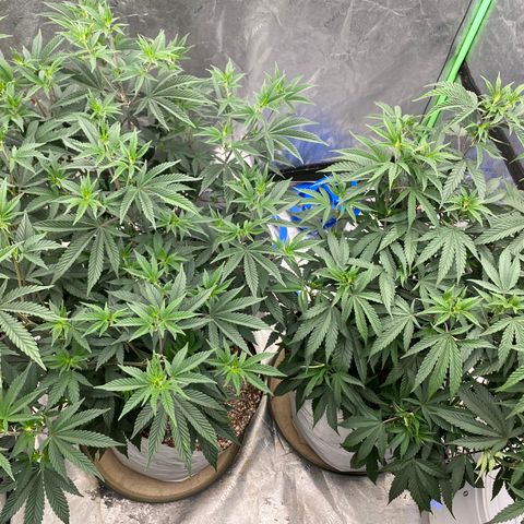 Key Lime Madness  growlog timeline photo
