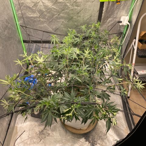 Key Lime Madness  growlog timeline photo