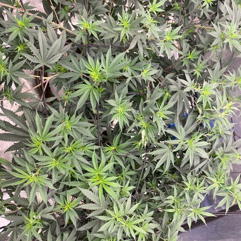 Key Lime Madness  growlog timeline photo