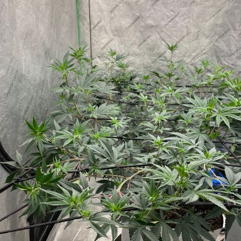 Key Lime Madness  growlog timeline photo