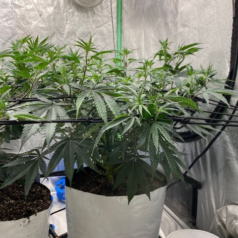 Key Lime Madness  growlog timeline photo