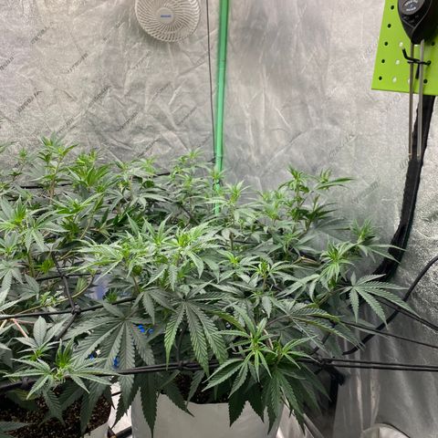 Key Lime Madness  growlog timeline photo