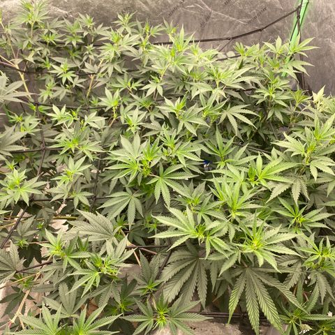 Key Lime Madness  growlog timeline photo