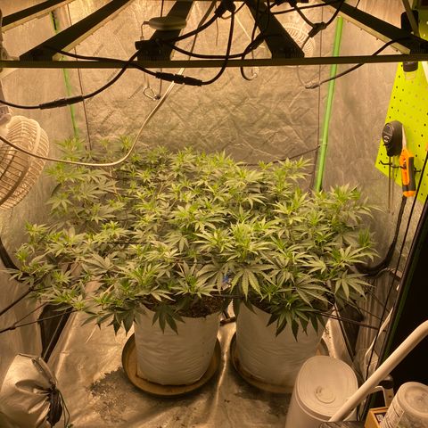 Key Lime Madness  growlog timeline photo