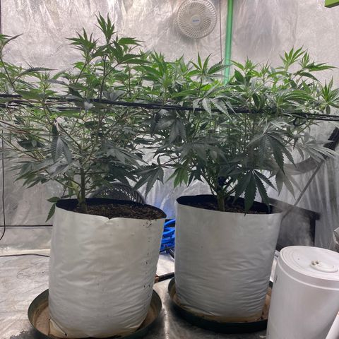 Key Lime Madness  growlog timeline photo