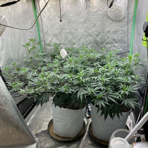 Key Lime Madness  growlog timeline photo