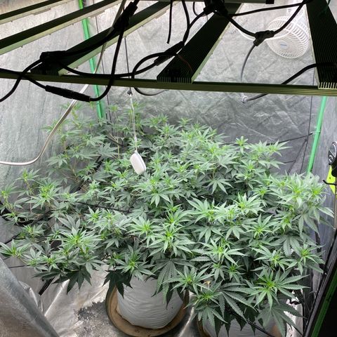 Key Lime Madness  growlog timeline photo