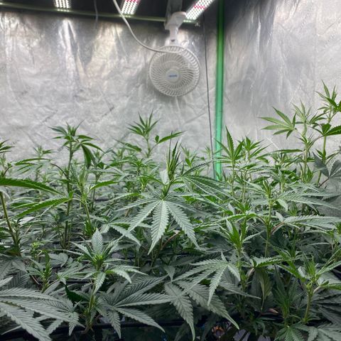 Key Lime Madness  growlog timeline photo
