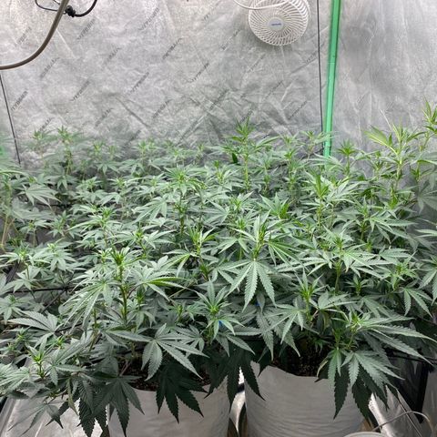 Key Lime Madness  growlog timeline photo