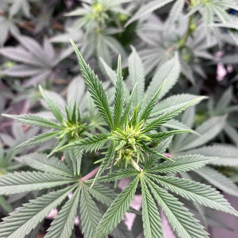 Key Lime Madness  growlog timeline photo