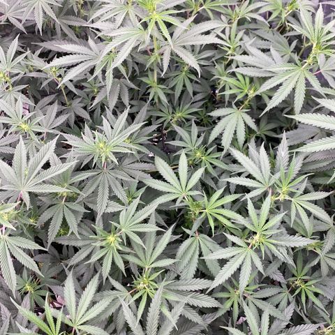 Key Lime Madness  growlog timeline photo